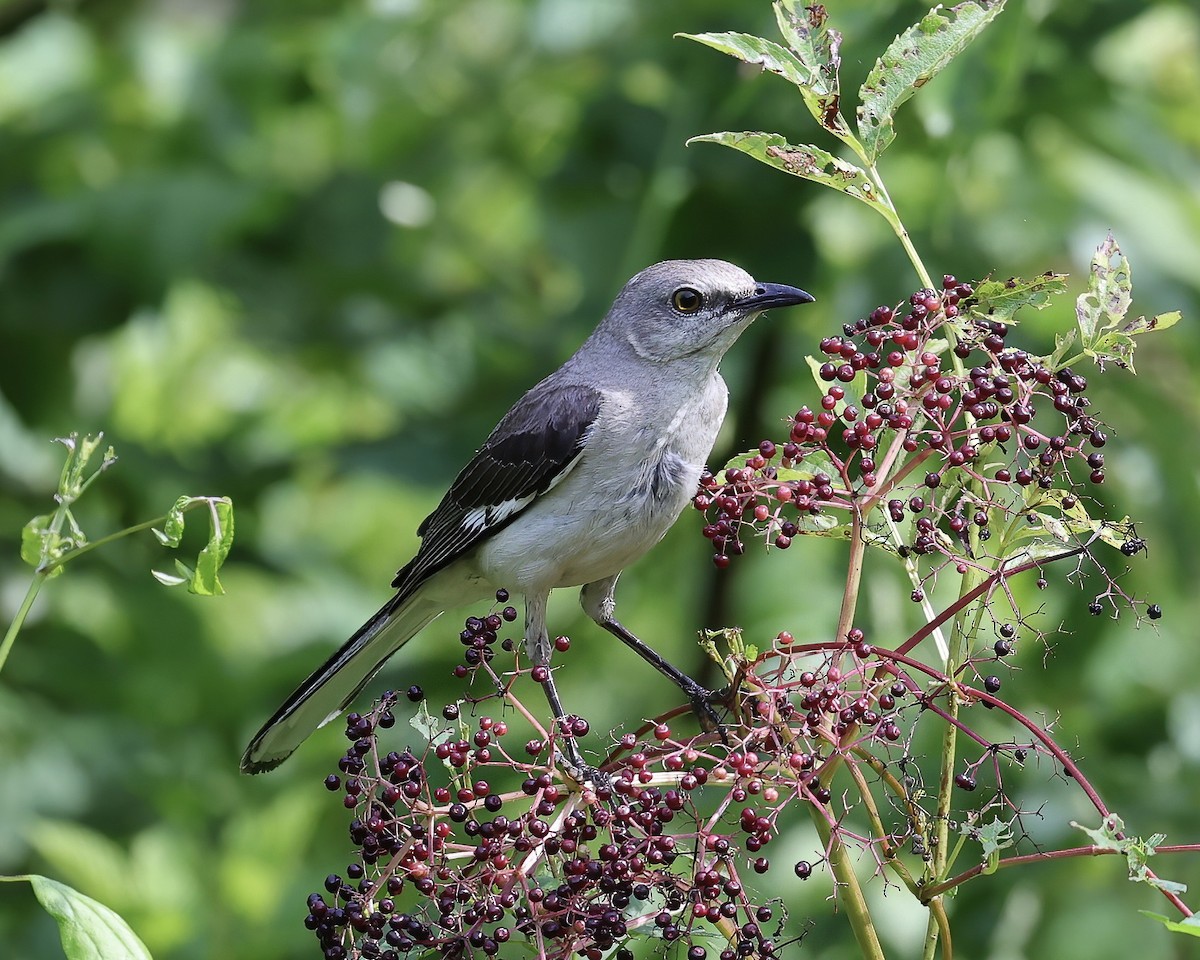 Northern Mockingbird - ML467541411