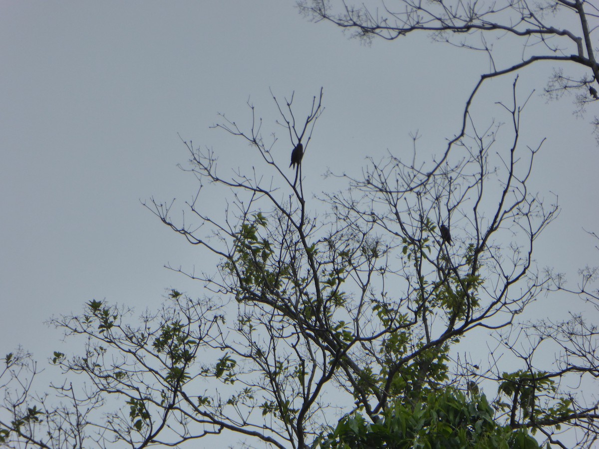 Bat Falcon - Susan Murphy