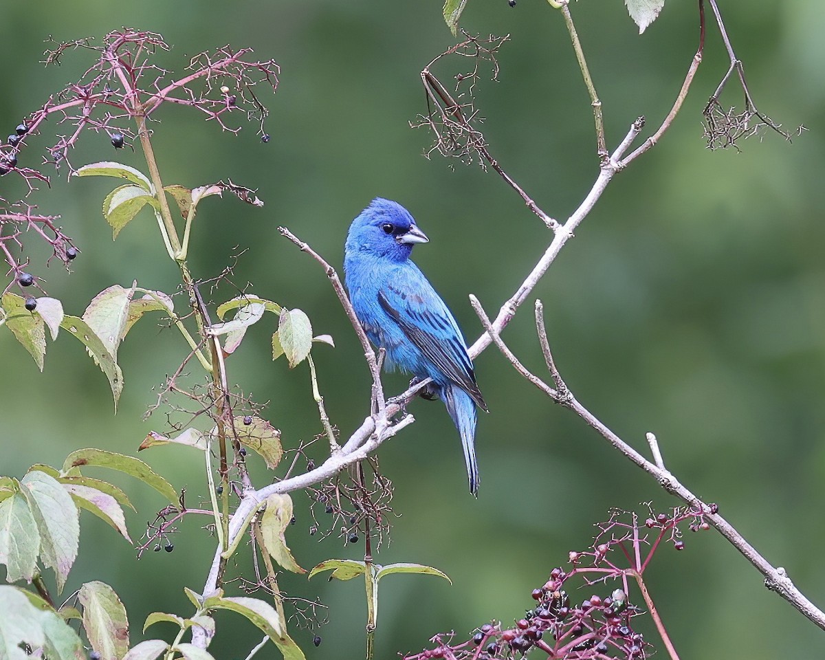 Passerin indigo - ML467541481