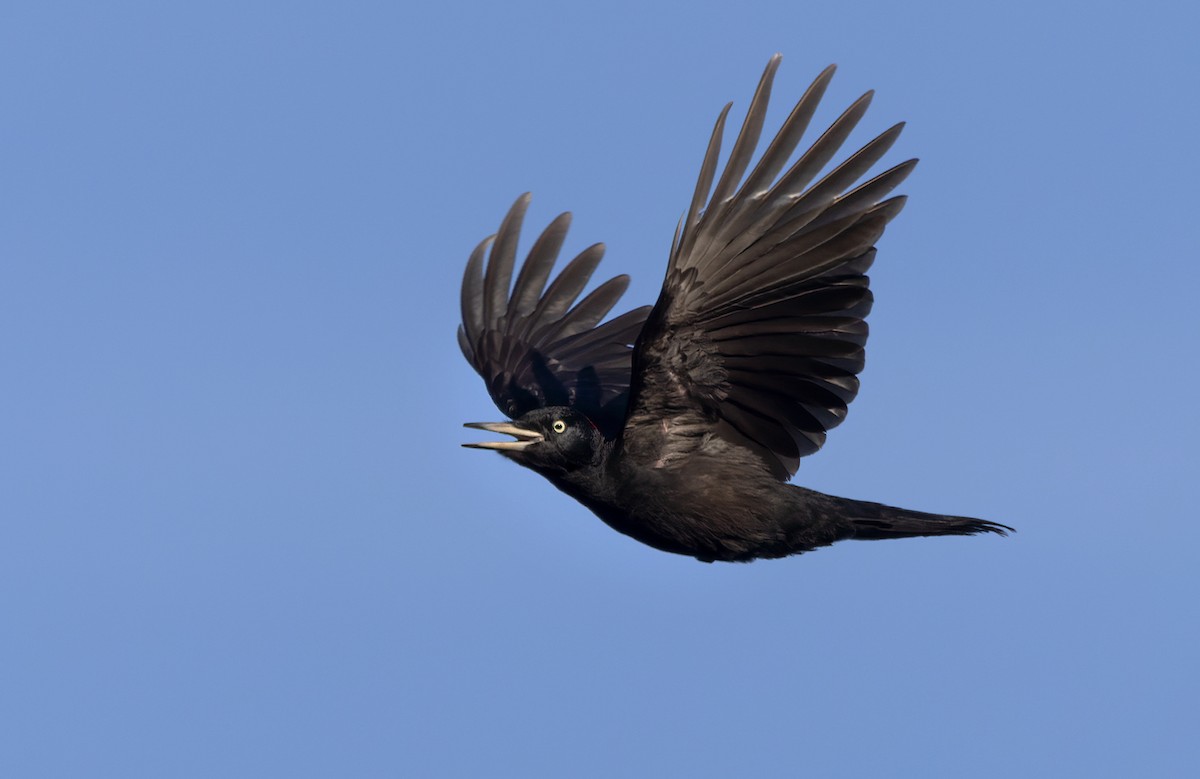 Black Woodpecker - Lars Petersson | My World of Bird Photography