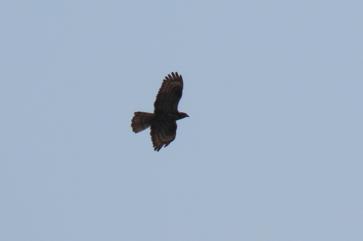 European Honey-buzzard - ML467543201