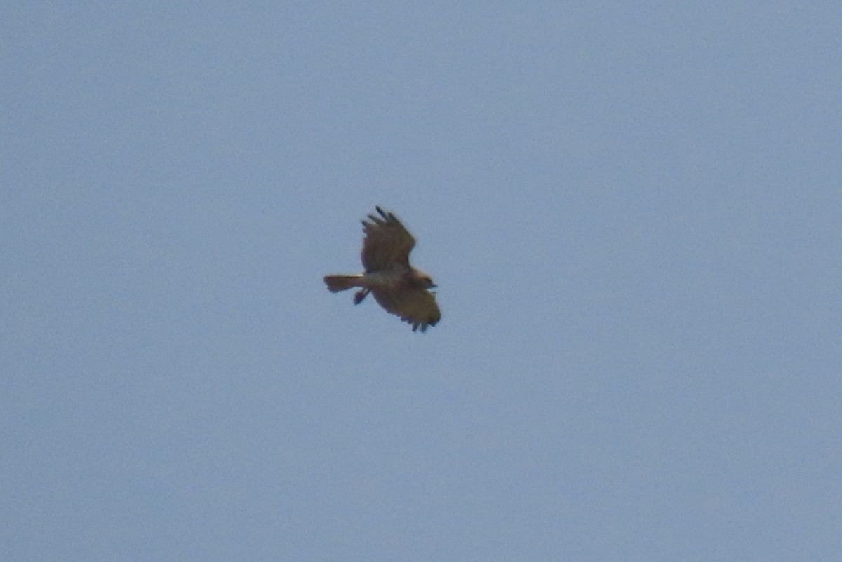 Short-toed Snake-Eagle - Pedro Moreira