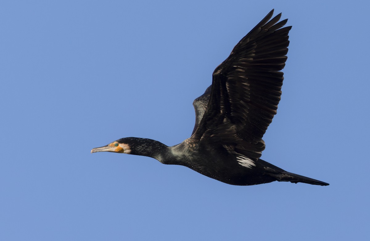 Great Cormorant (North Atlantic) - ML467543281