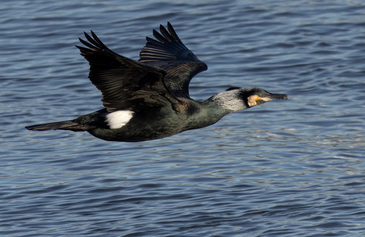 Kormoran (sinensis/hanedae) - ML467543581