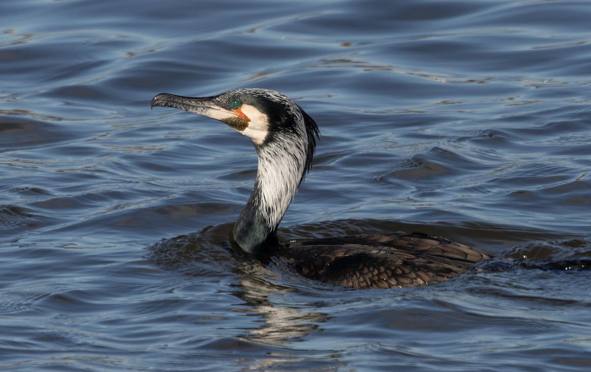 Cormorán Grande (euroasiático) - ML467543591