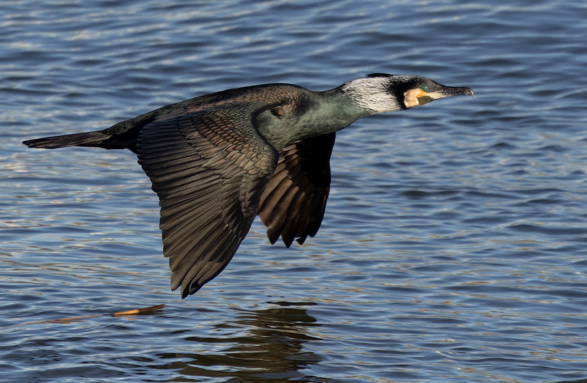 Kormoran (sinensis/hanedae) - ML467543601