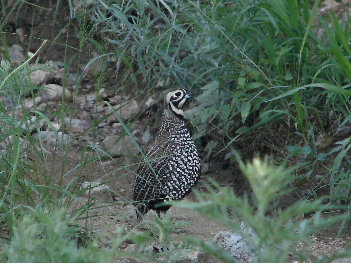 シロマダラウズラ - ML467543621