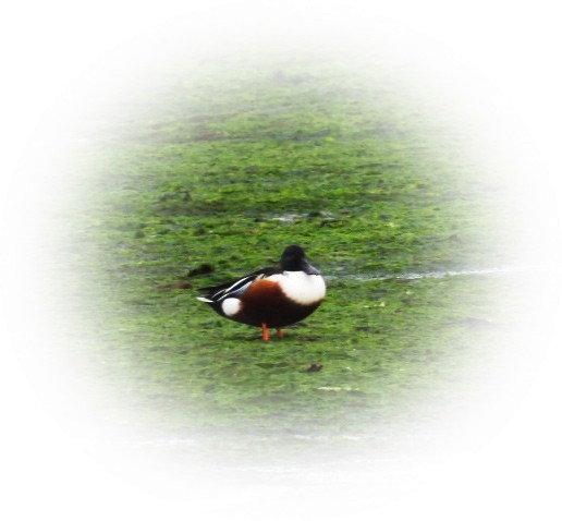 Northern Shoveler - ML467544181