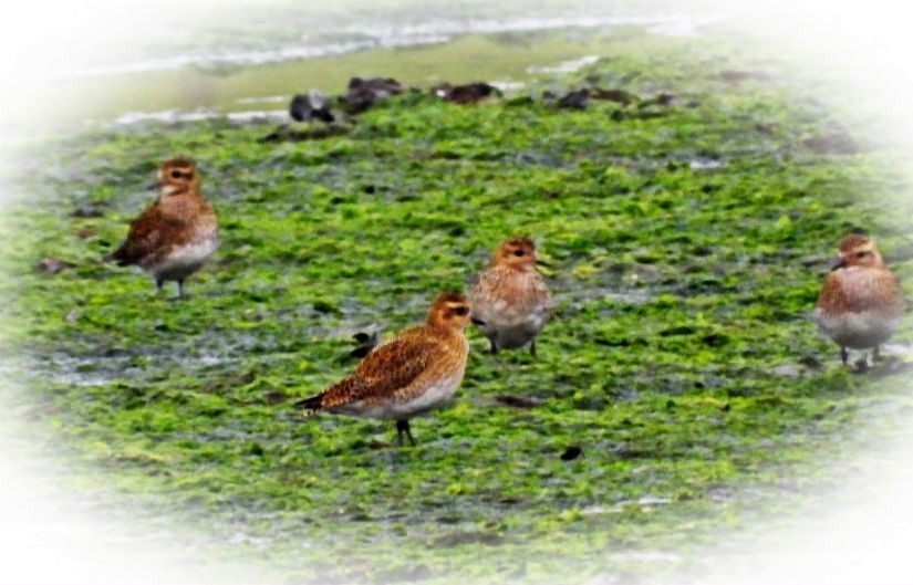 European Golden-Plover - Cormac McCarthy