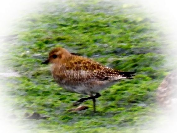 European Golden-Plover - ML467544251