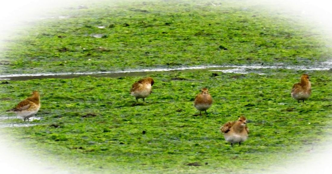 European Golden-Plover - ML467544261