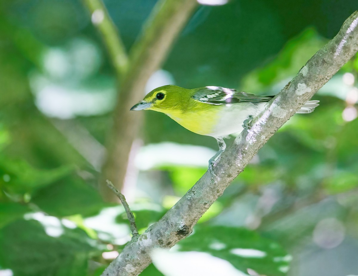 Yellow-throated Vireo - ML467544381