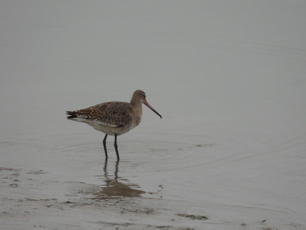 Black-tailed Godwit - Cormac McCarthy