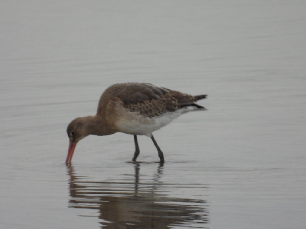 Black-tailed Godwit - ML467544421