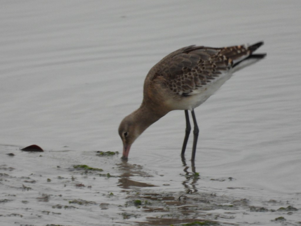 Black-tailed Godwit - ML467544431