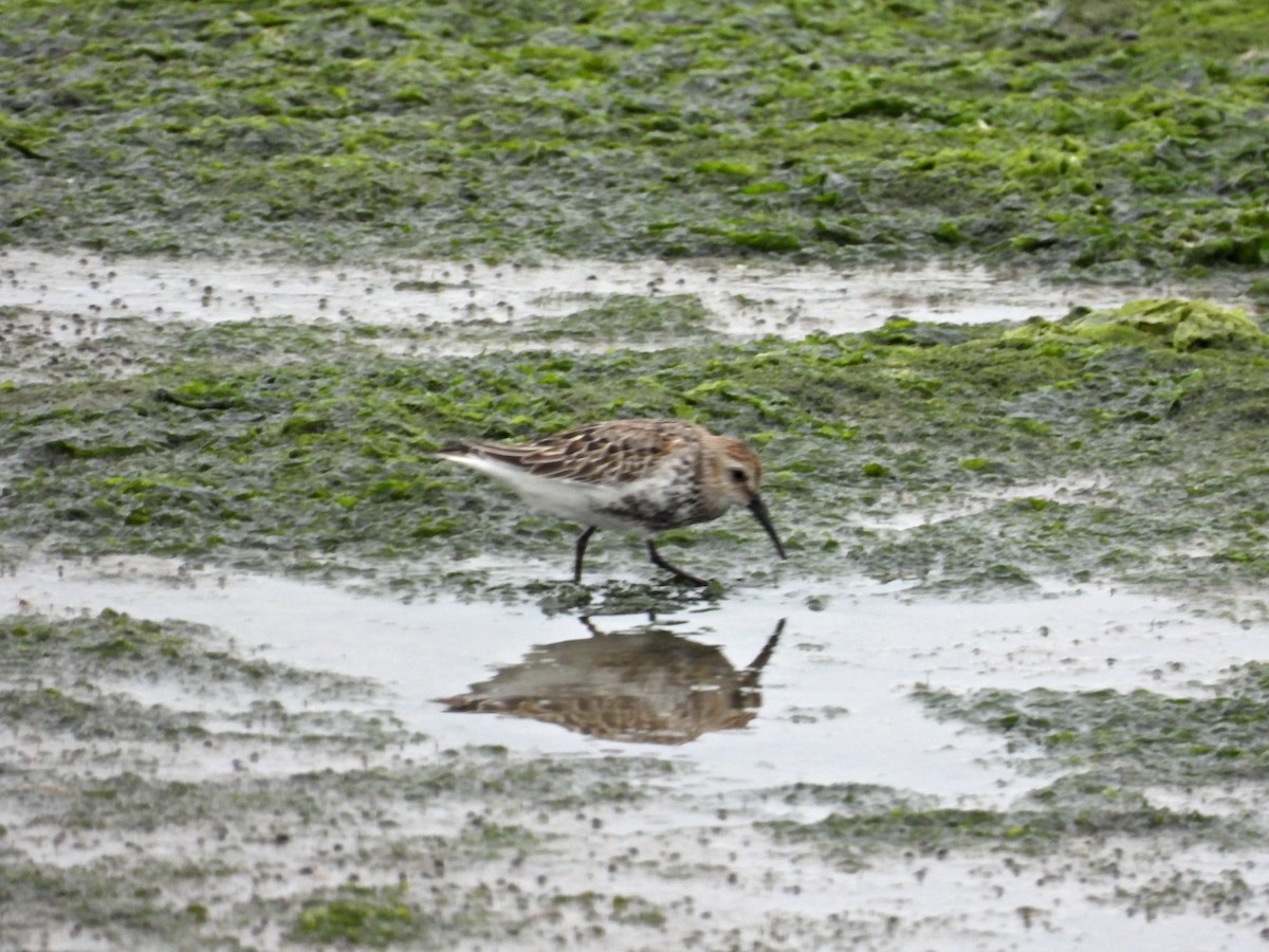 Dunlin - ML467544511