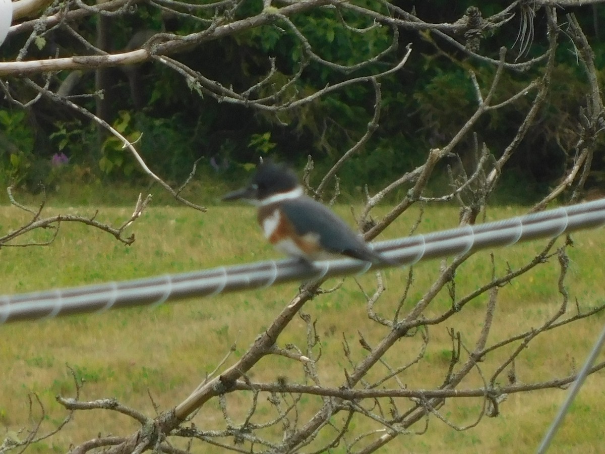 Belted Kingfisher - ML467547481