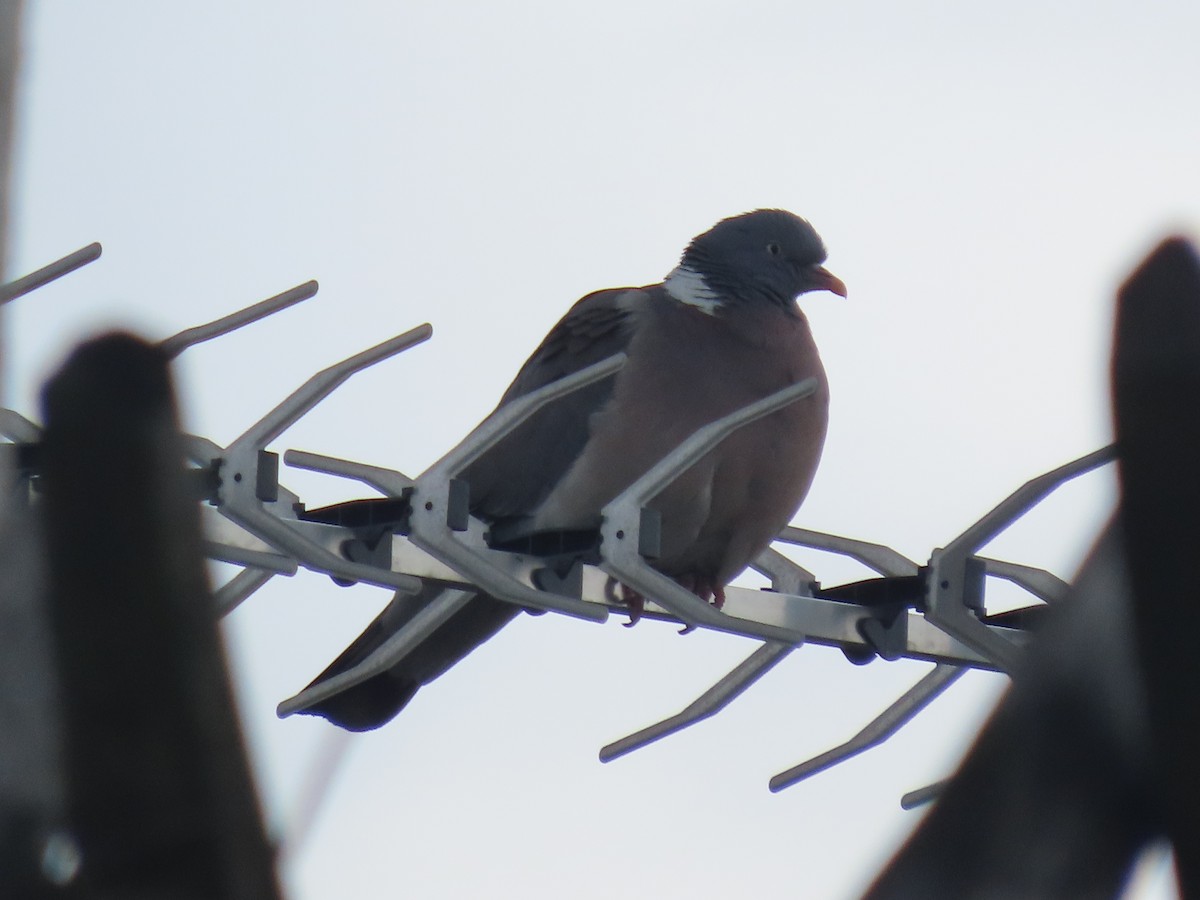 Common Wood-Pigeon - ML467548061