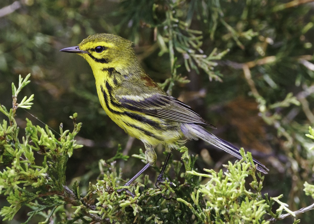 Prairie Warbler - ML467550081