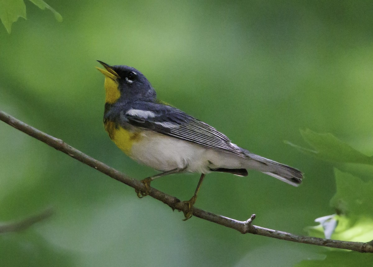 Northern Parula - ML467550161