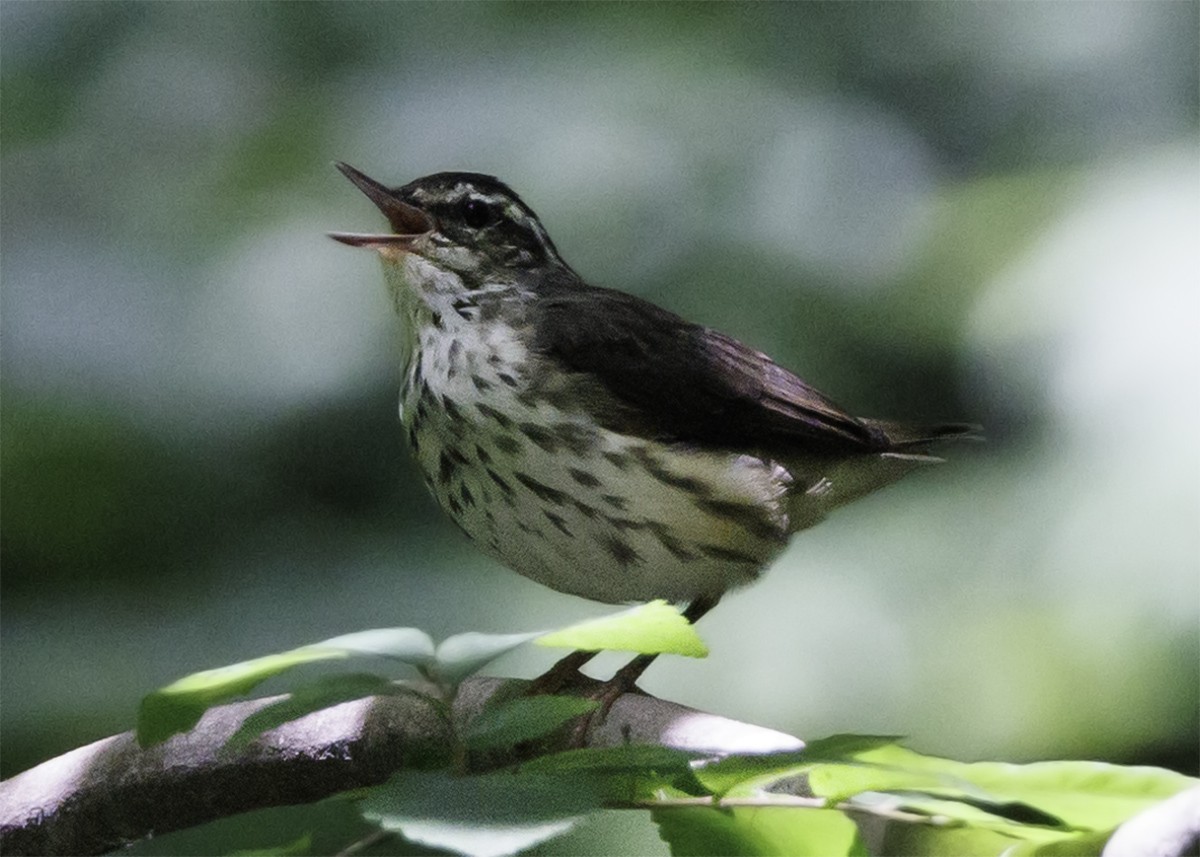 Louisiana Waterthrush - ML467550201