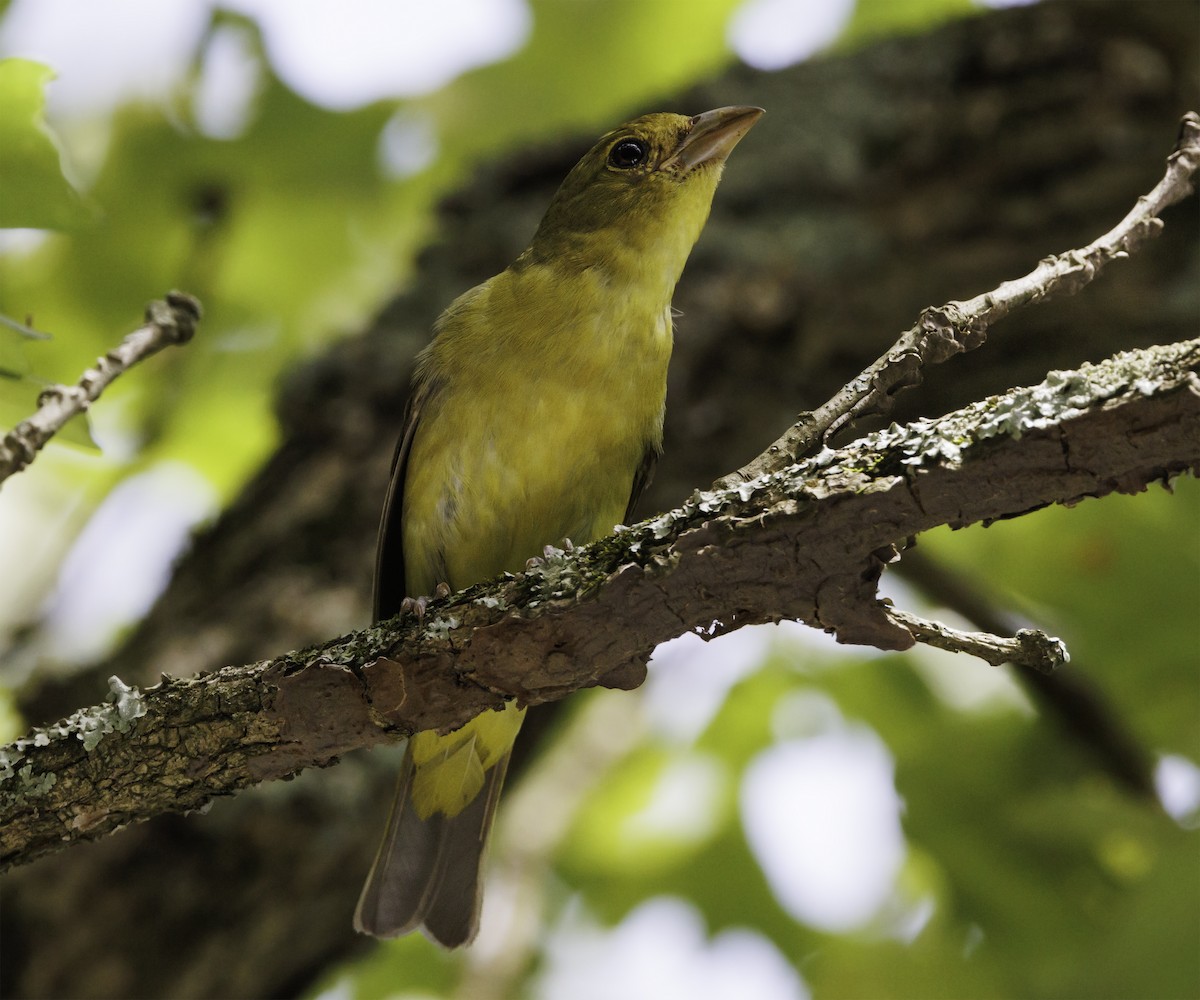 Summer Tanager - ML467550381