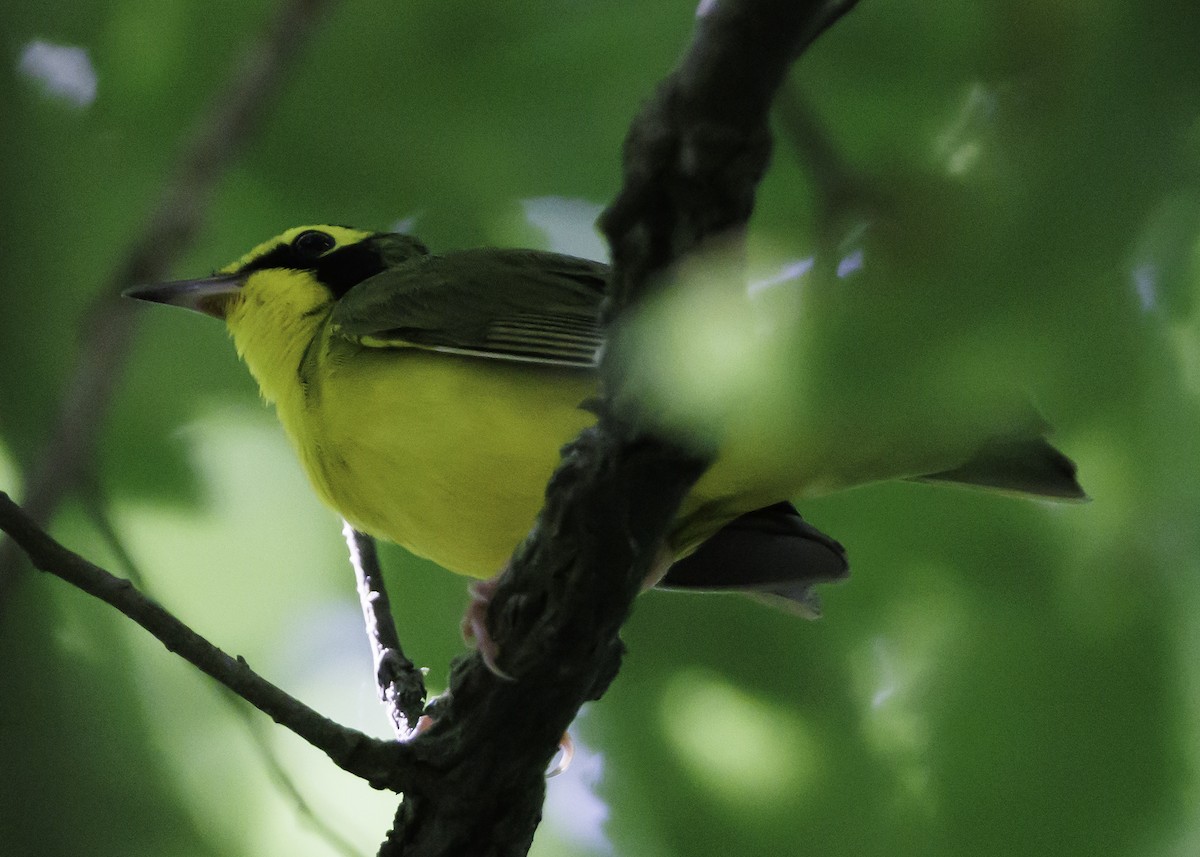 Kentucky Warbler - ML467551431