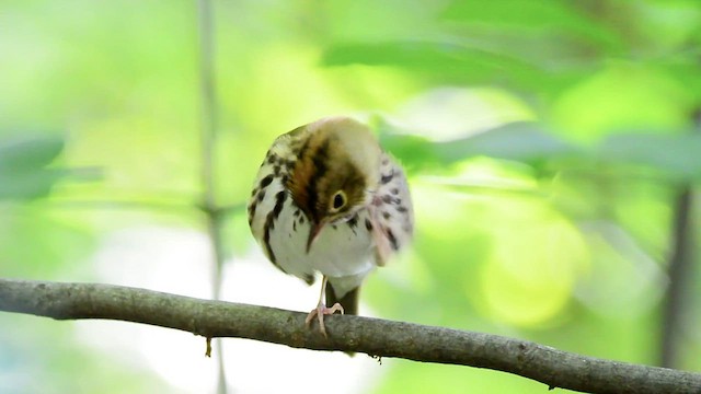 Ovenbird - ML467551501