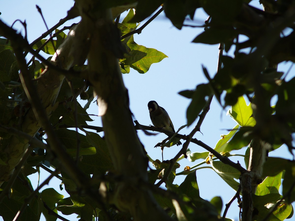European Goldfinch - ML467555671