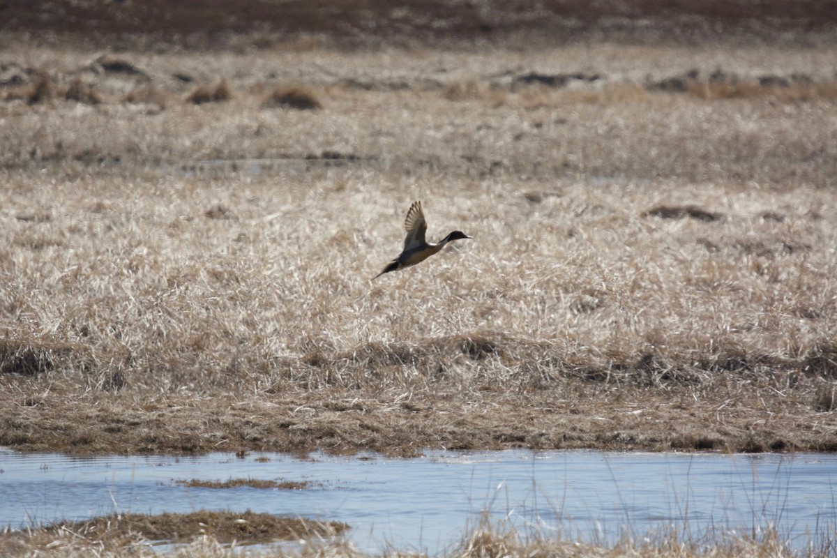 Northern Pintail - Sebastian Zavoico