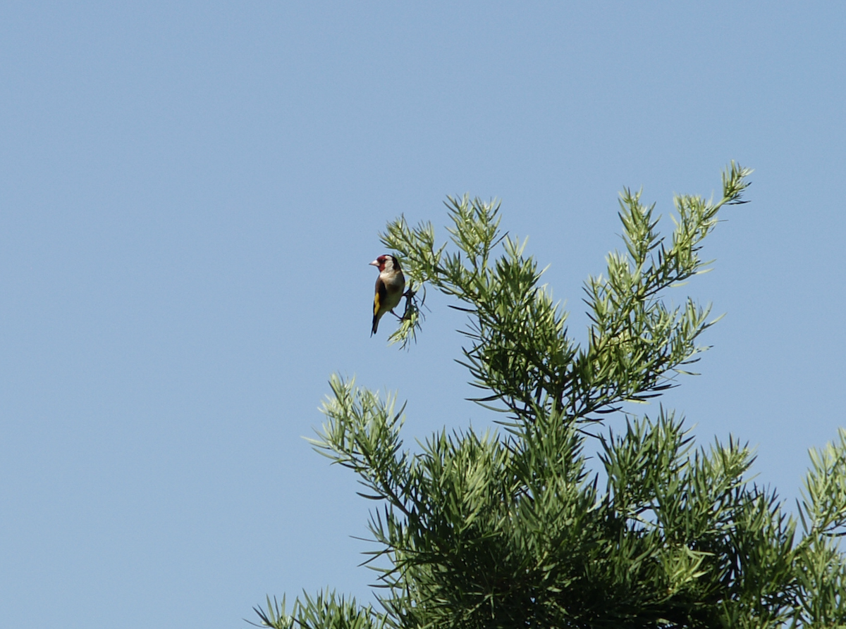European Goldfinch - ML467555761