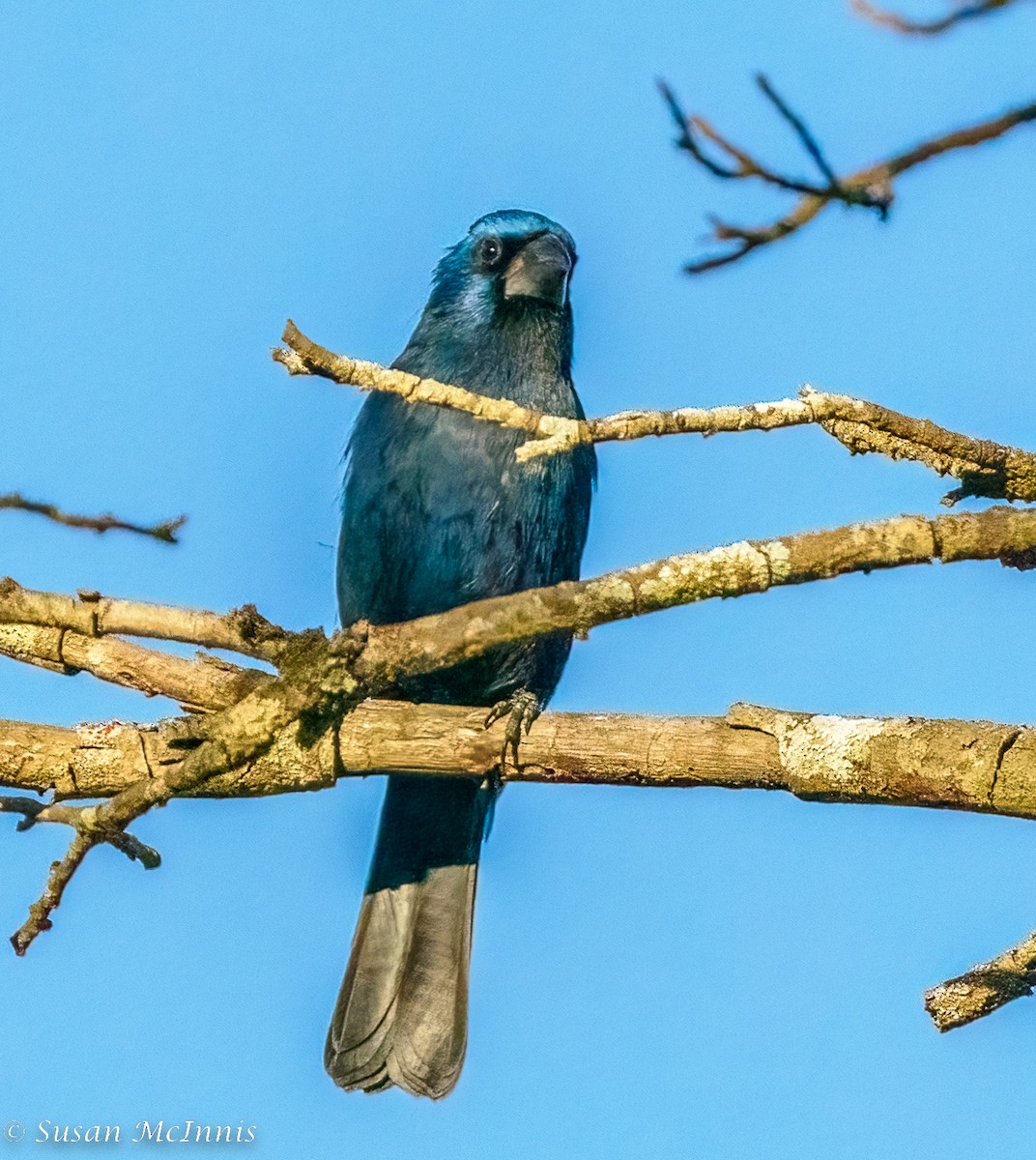 Ultramarine Grosbeak - ML467556511