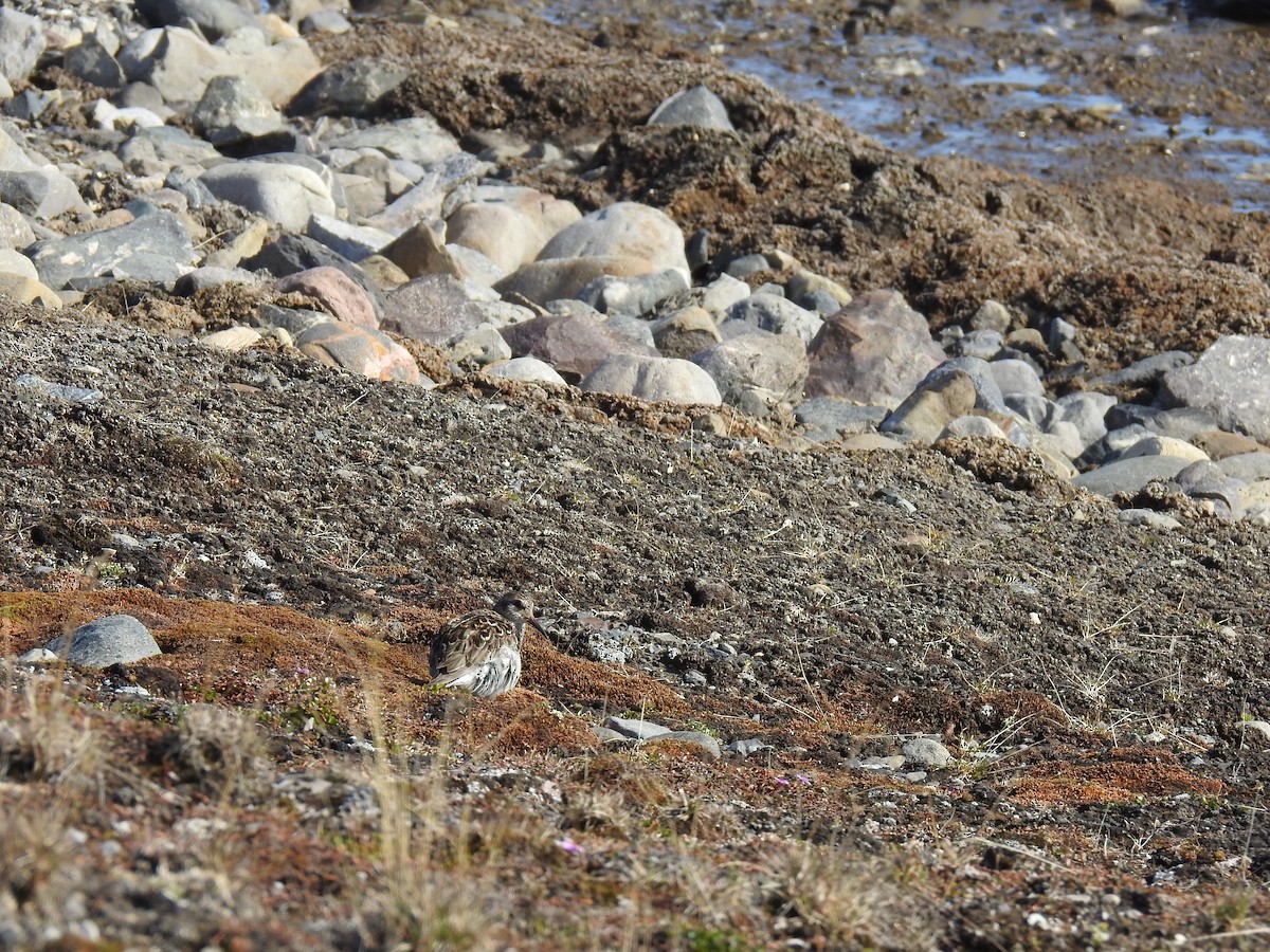 Purple Sandpiper - ML467557401