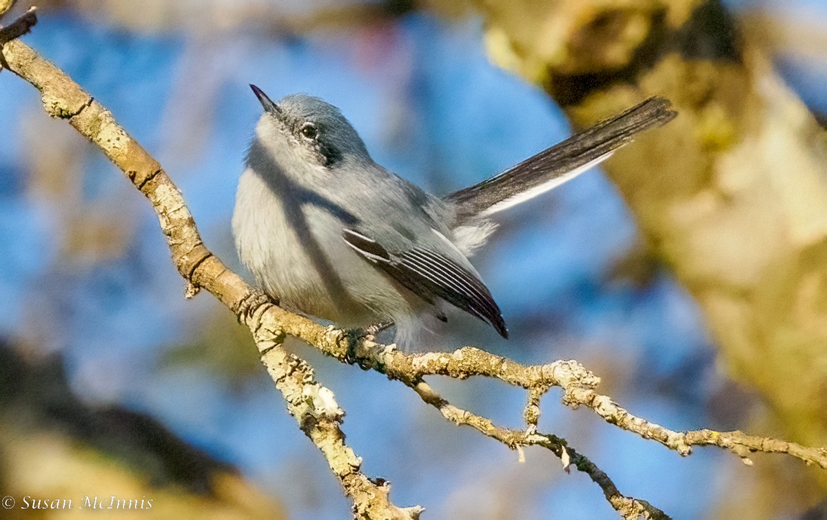 Masked Gnatcatcher - ML467557431