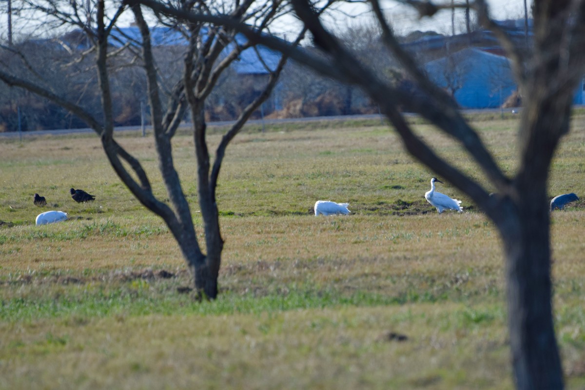 Whooping Crane - ML46755831