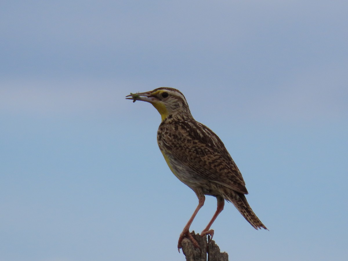 Western Meadowlark - ML467558551