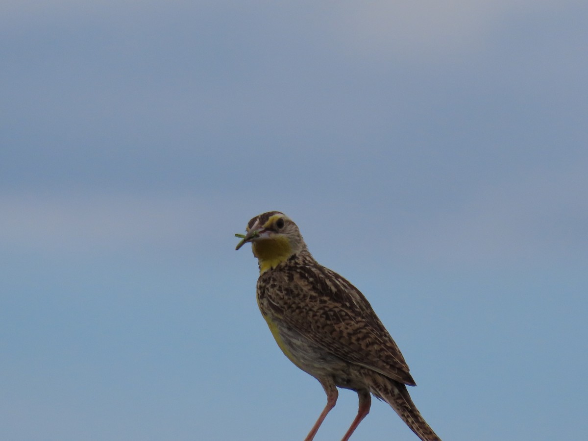 Western Meadowlark - ML467558571