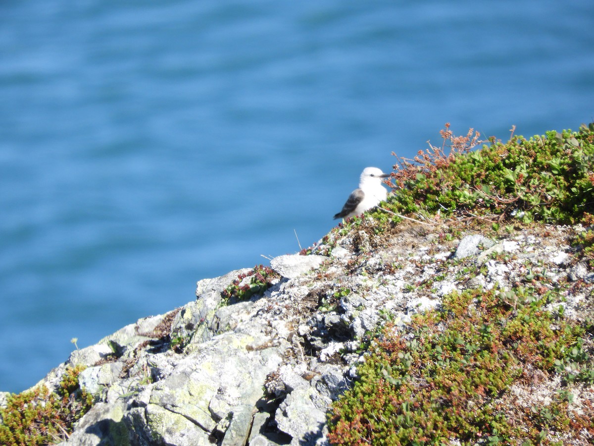 Scissor-tailed Flycatcher - Jannelle Trowbridge