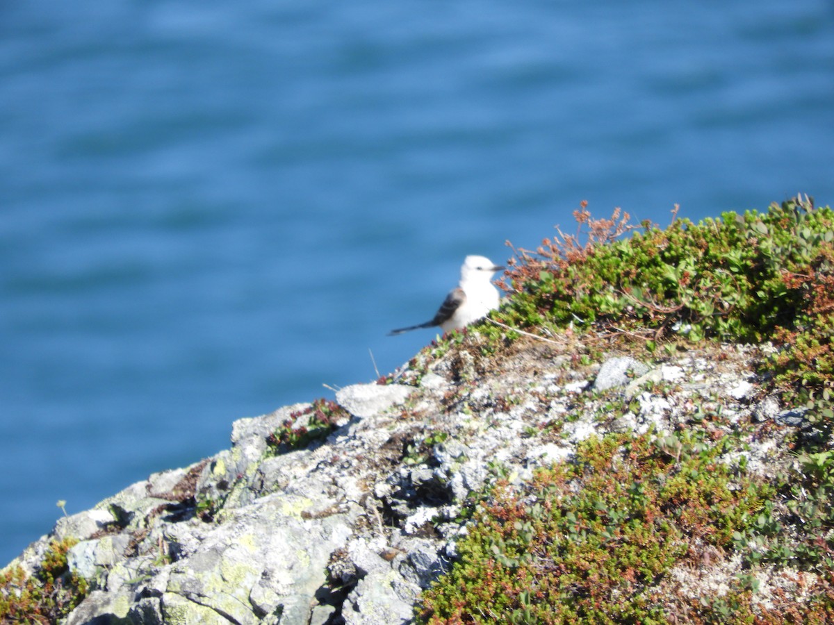 Scissor-tailed Flycatcher - ML467558831