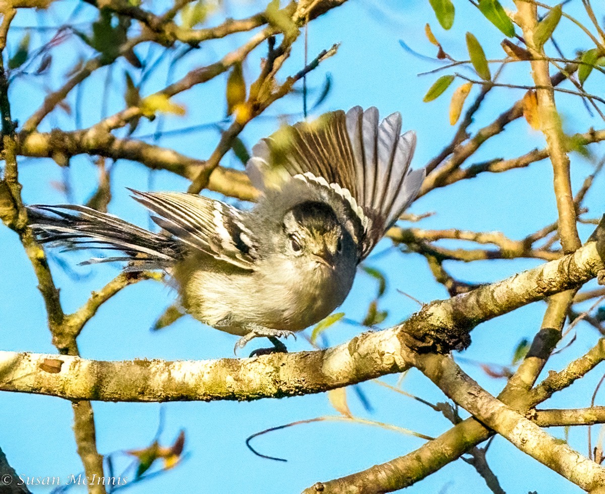 Black-capped Antwren - Susan Mac