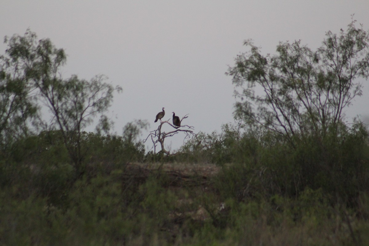 Wild Turkey - ML467559881