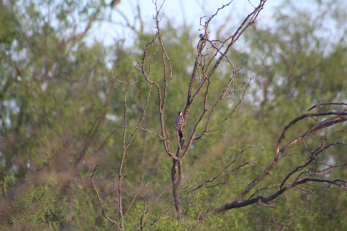 Ladder-backed Woodpecker - ML467559991