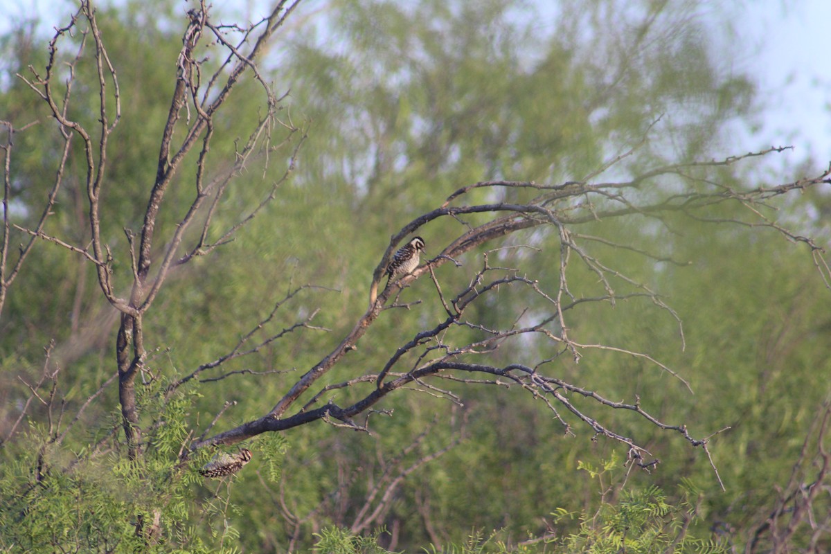 Ladder-backed Woodpecker - ML467560121