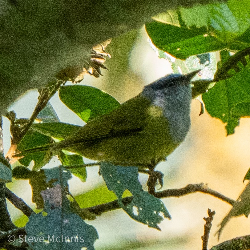 Capped Conebill - ML467562011