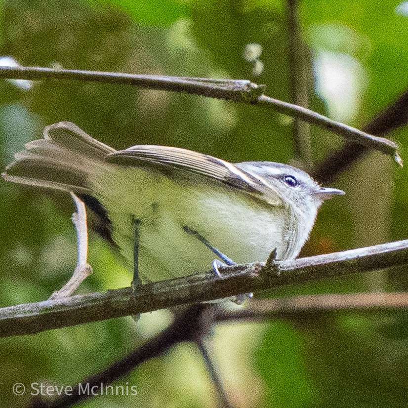 Buff-banded Tyrannulet - ML467562431