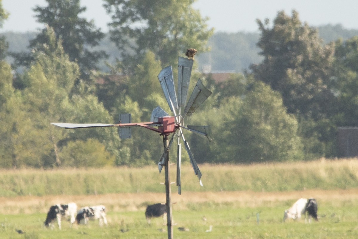 Mäusebussard - ML467563541