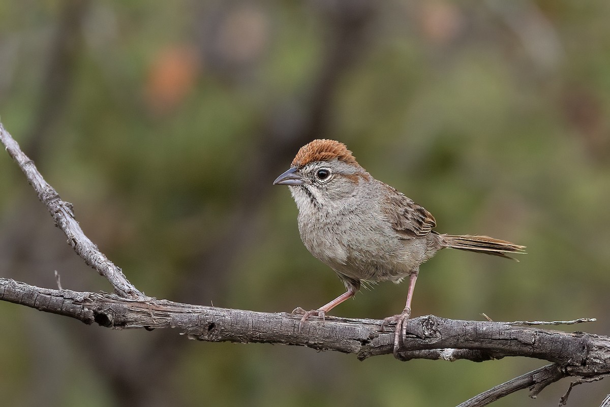 Rufous-crowned Sparrow - ML467564051