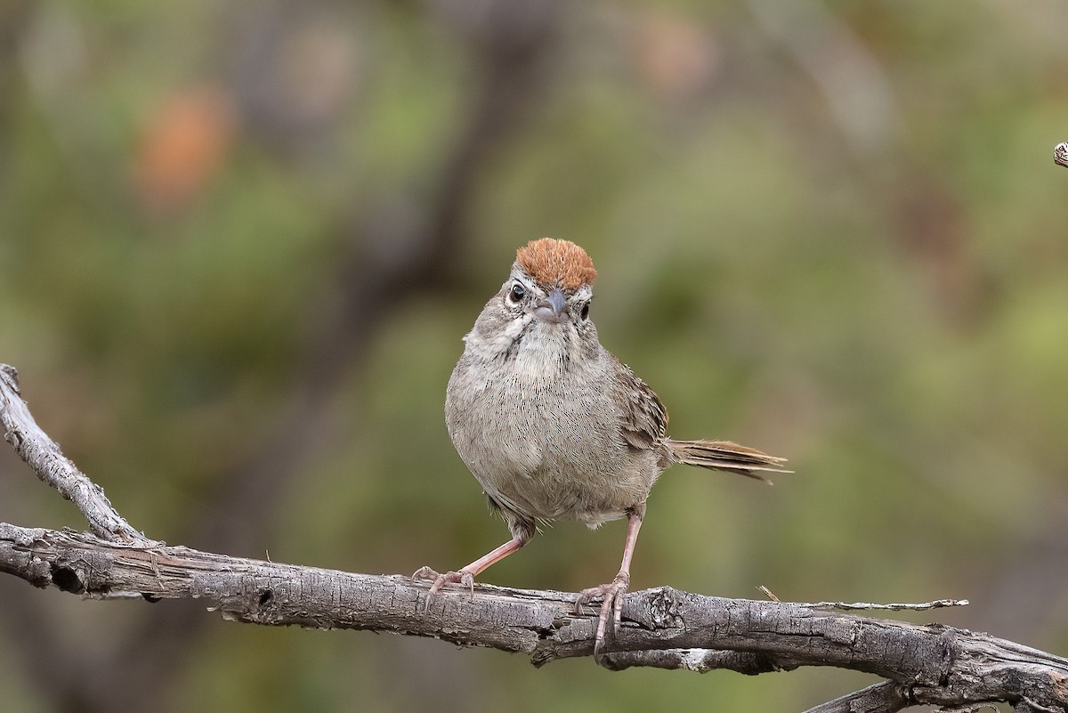 Rufous-crowned Sparrow - ML467564061