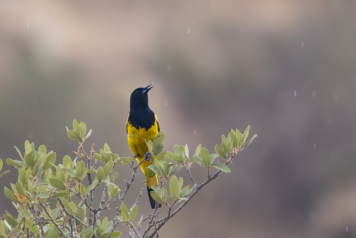 Scott's Oriole - ML467564101
