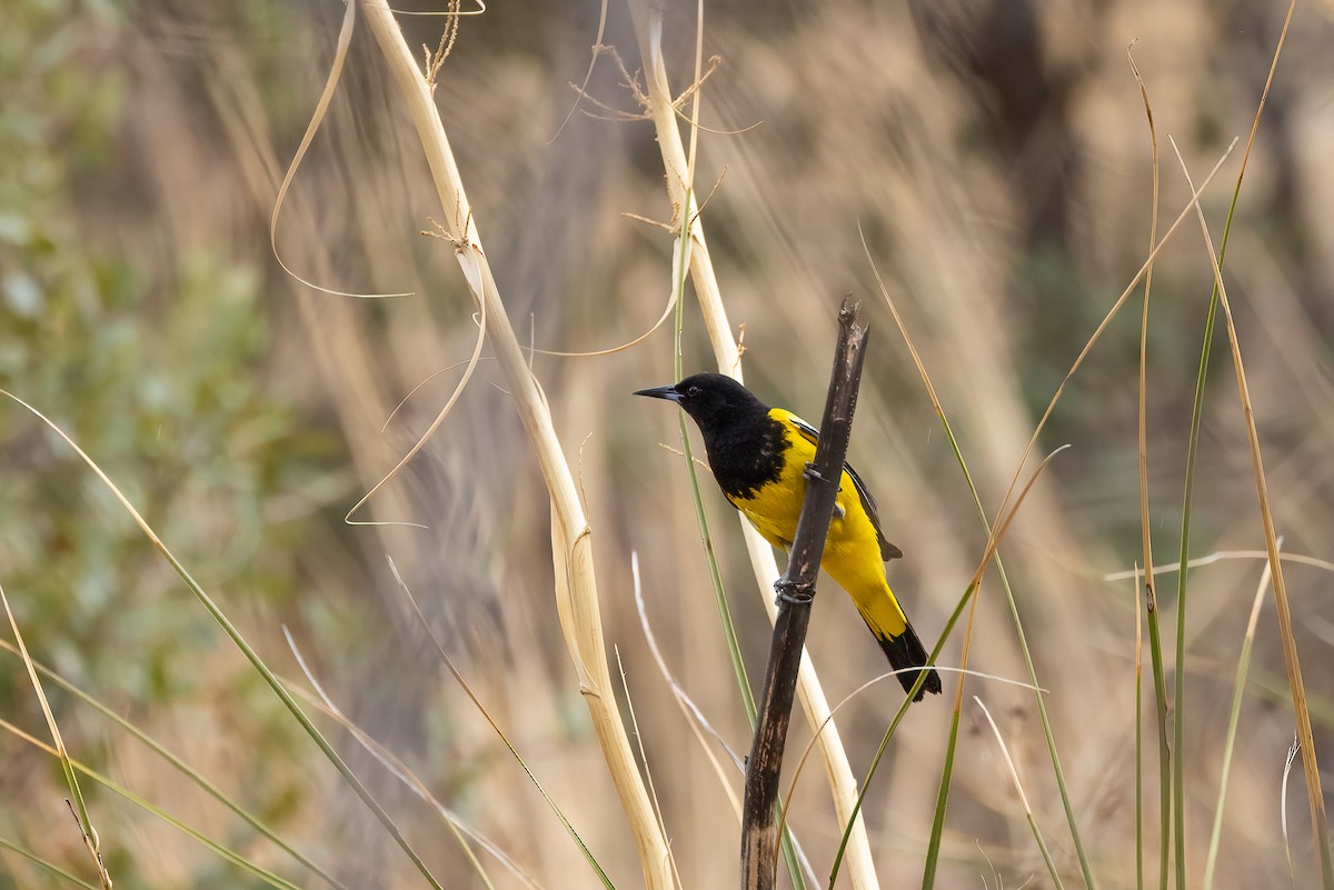 Scott's Oriole - ML467564111